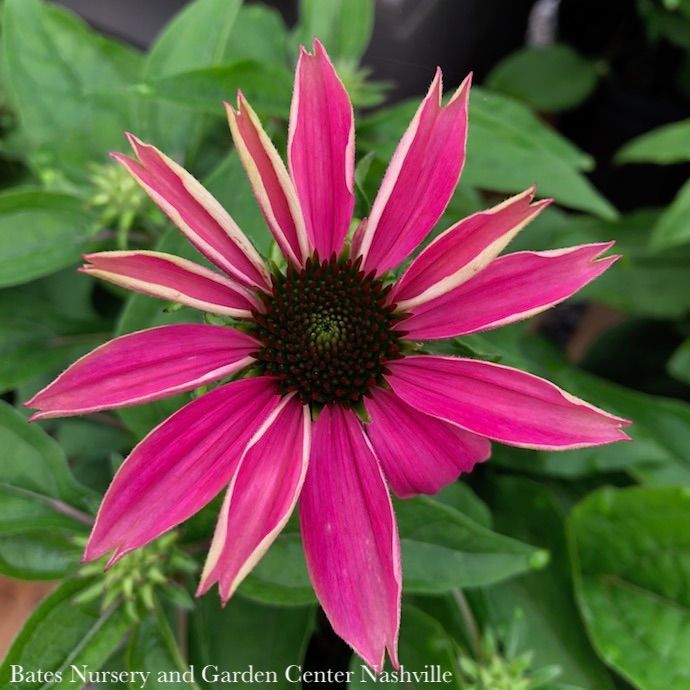 8P Echinacea pur PowWow Wild Berry/ Coneflower Native (TN)