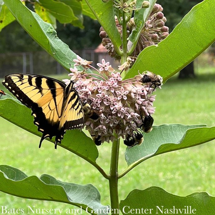 4P Asclepias syriaca/ Common Milkweed Native (TN)