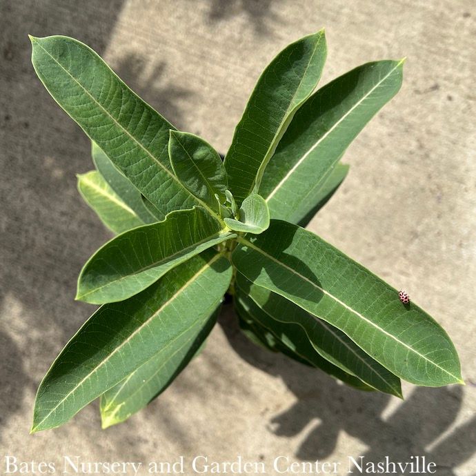 4P Asclepias syriaca/ Common Milkweed Native (TN)
