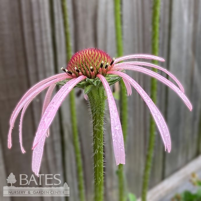 4P Echinacea pallida/ Pale Purple Coneflower Native (TN)