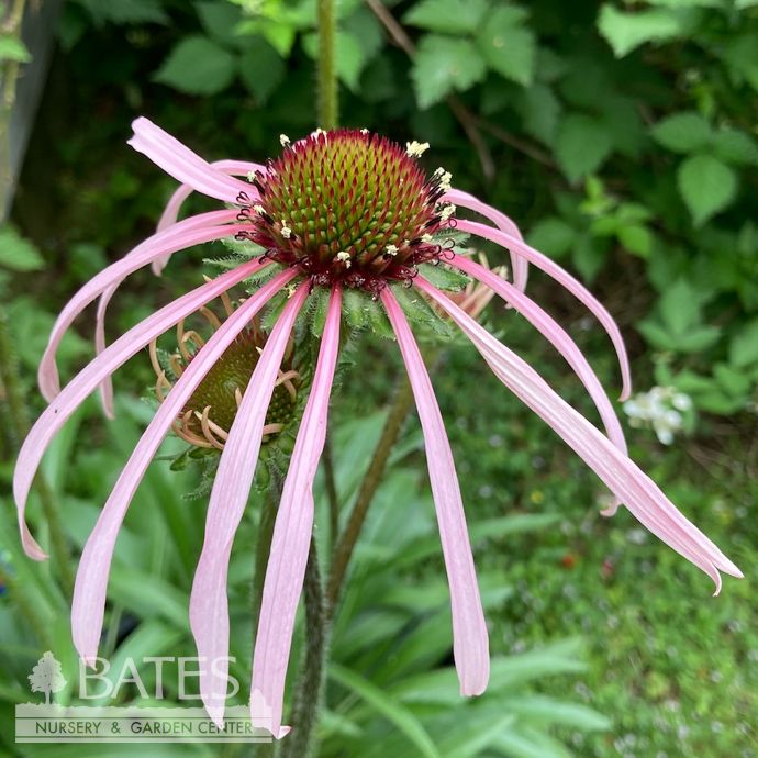4P Echinacea pallida/ Pale Purple Coneflower Native (TN)