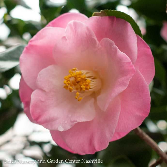 #5 Camellia japonica Ice Angels &#39;April Remembered&#39;/ Pink - No Warranty