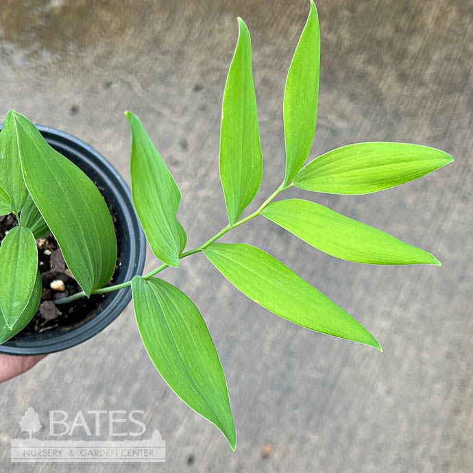 4P Polygonatum biflorum var commutatum NGN/ Smooth Solomon&#39;s Seal Native (TN)