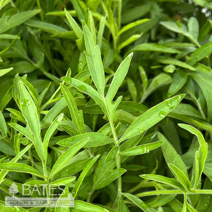 4P Ratibida pinnata/ Prairie Coneflower Native (TN)