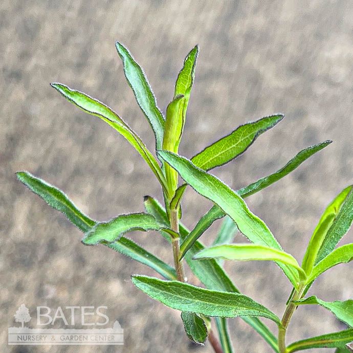 4P Symphyotrichum oblongifolius/ Aromatic Aster Native (TN)