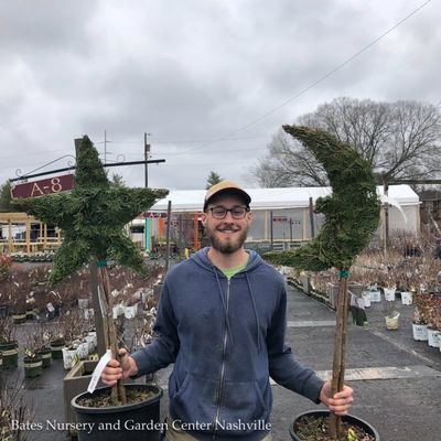 Topiary Broadleaf Evergreen Trees