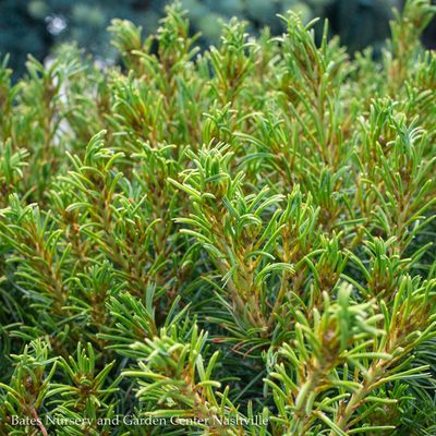 Pine (Pinus)