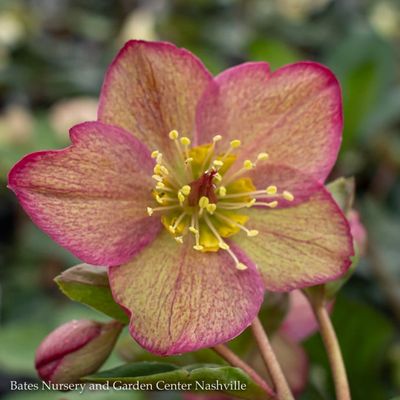Shade Perennials