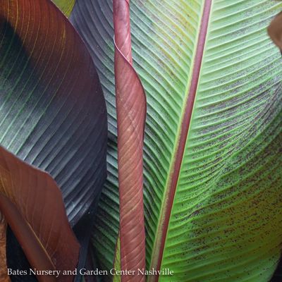 Tropical Plants