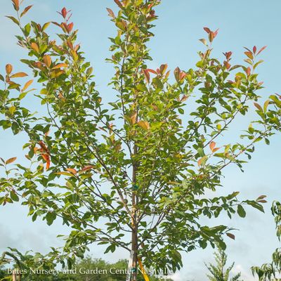 Miscellaneous Deciduous Trees