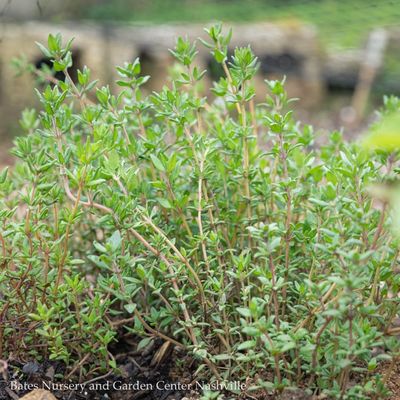 Herb Seeds