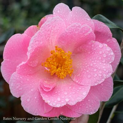 Broadleaf Evergreen Shrubs