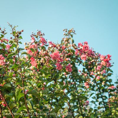 Crape Myrtle (Grows Over 10&#39;)