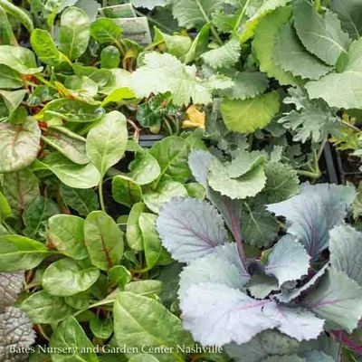 Fruit, Herbs, &amp; Vegetables