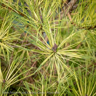 Conifer Trees