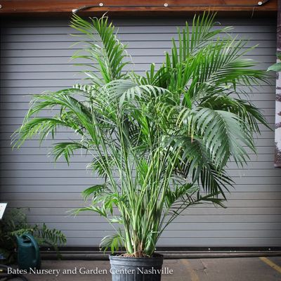 Palms