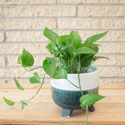 Pothos