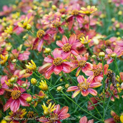 Sun Perennials
