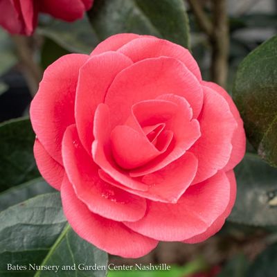Camellia