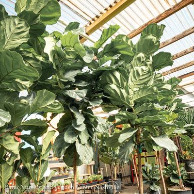 Ficus