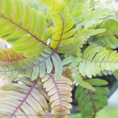 Ferns
