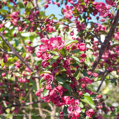 Crabapple