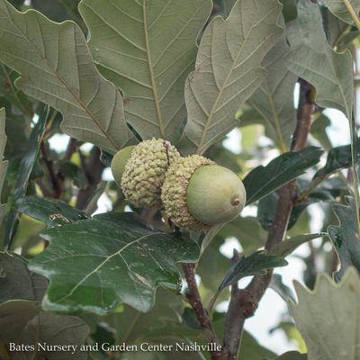 Quercus (Oak)