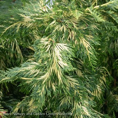 Miscellaneous Conifer Trees