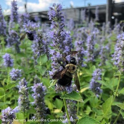 Pollinator-Friendly Perennials