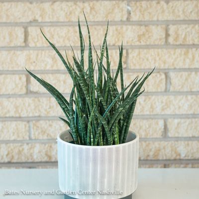 Sansevieria (Mother-In-Law Tongue, Snake Plant)