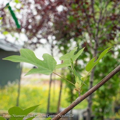 Liriodendron (Tulip Poplar)
