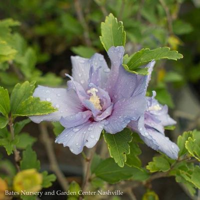 Rose of Sharon (Hibiscus)
