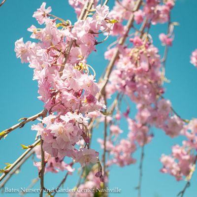 Flowering Cherry