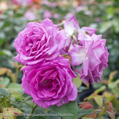 Miniature Roses