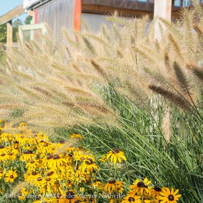 Ornamental Grasses