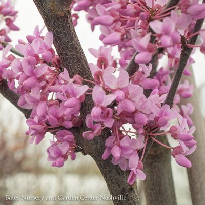 Flowering Trees