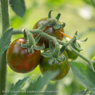 Vegetable &amp; Fruit Seeds
