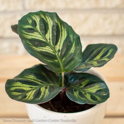 Miscellaneous Houseplants