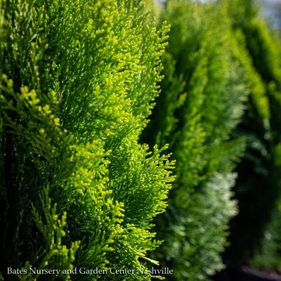 Thuja (Arborvitae)