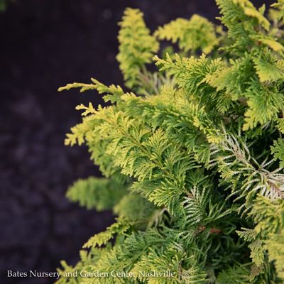 Chamaecyparis (Hinoki Falsecypress Trees)