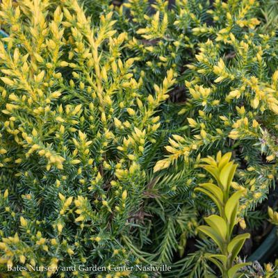 Juniperus (Juniper)