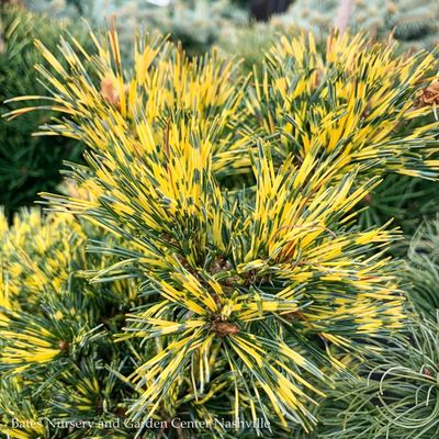 Pinus (Pine)