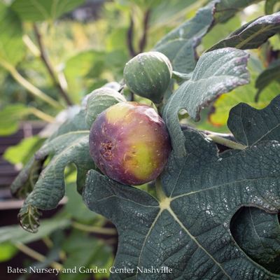 Fig (Ficus)