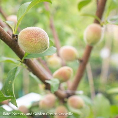 Peach (Prunus)