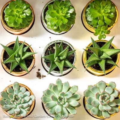 Cacti &amp; Succulents