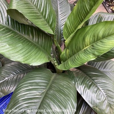 Spathiphyllum (Peace Lily)