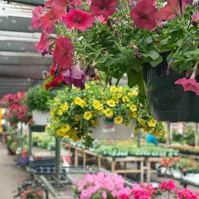 Annual Topiary, Vines, &amp; Hanging Baskets