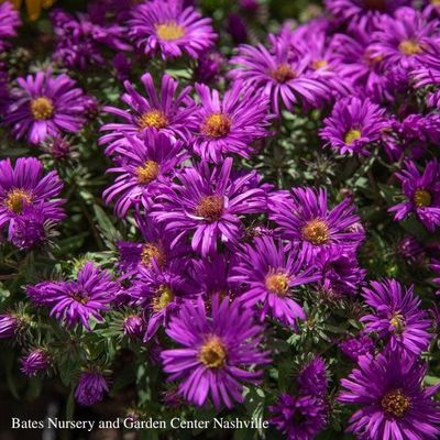 Tennessee Native Perennials