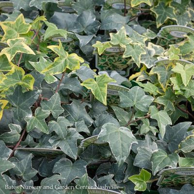 Miscellaneous Groundcover