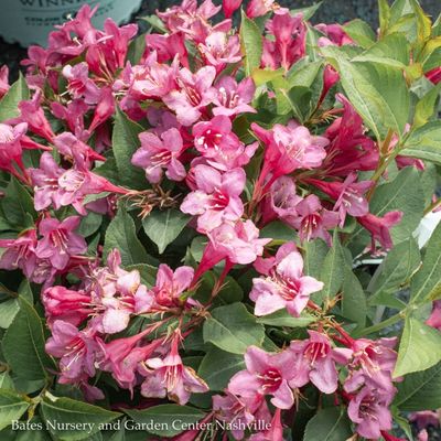 Weigela